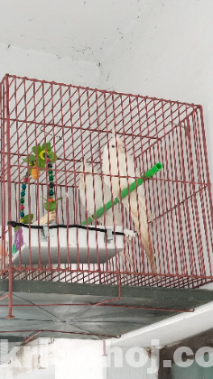 ১ জোড়া এলবিনো ককাটেল পাখি